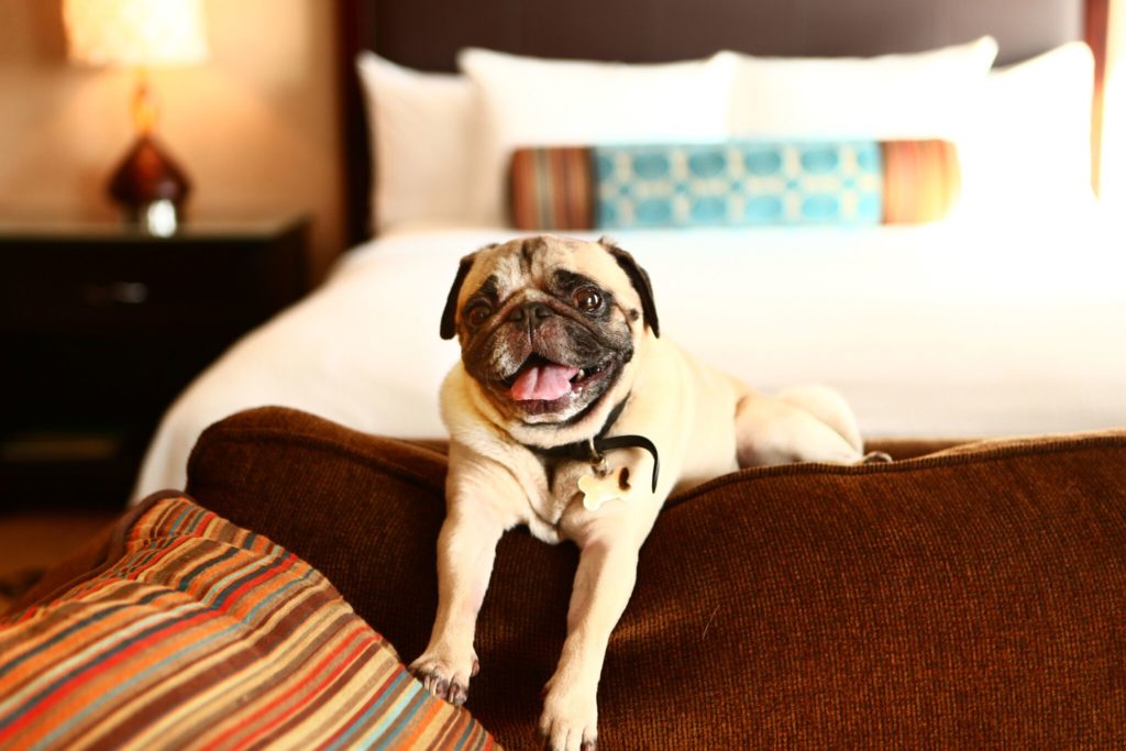 tri cities airport area pet friendly motels